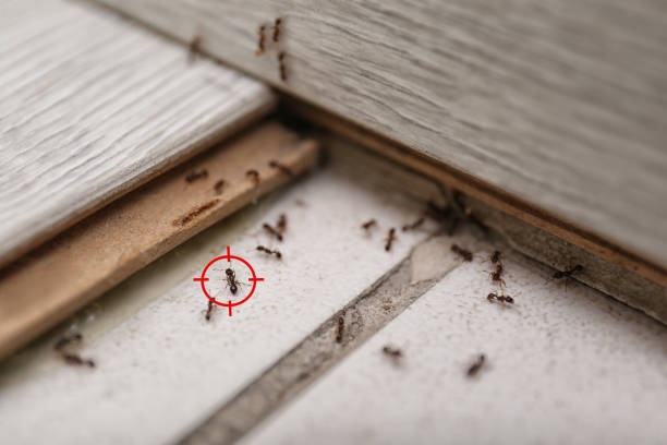 Best Affordable Pest Control Services  in Waurika, OK