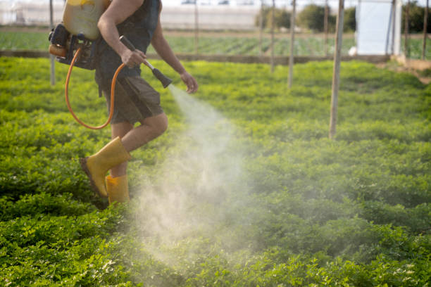 Best Pest Prevention Services  in Waurika, OK