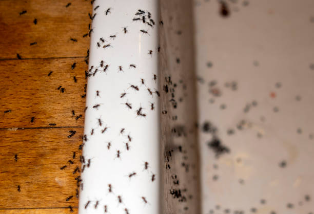 Waurika, OK Pest Control Company