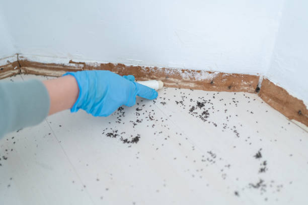 Best Pest Control Near Me  in Waurika, OK