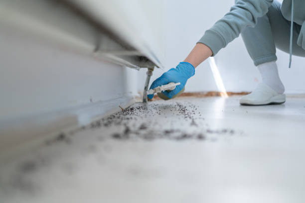 Best Mosquito Control Services  in Waurika, OK